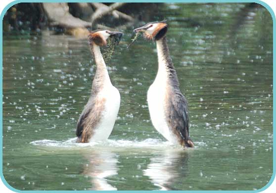 Great crested grebes displaying