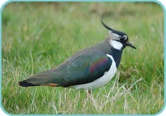Lapwing